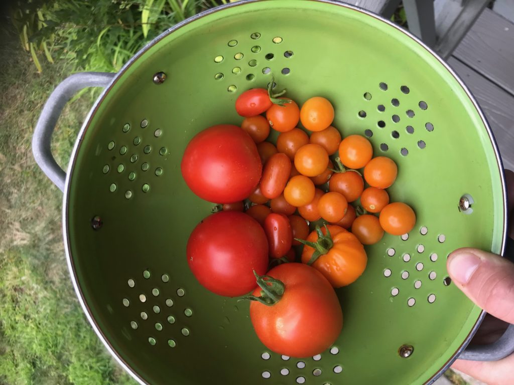 urban gardening experiment - tomatoes 1