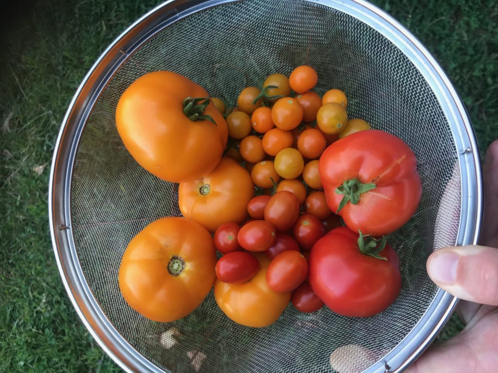 urban gardening experiment - tomatoes 3