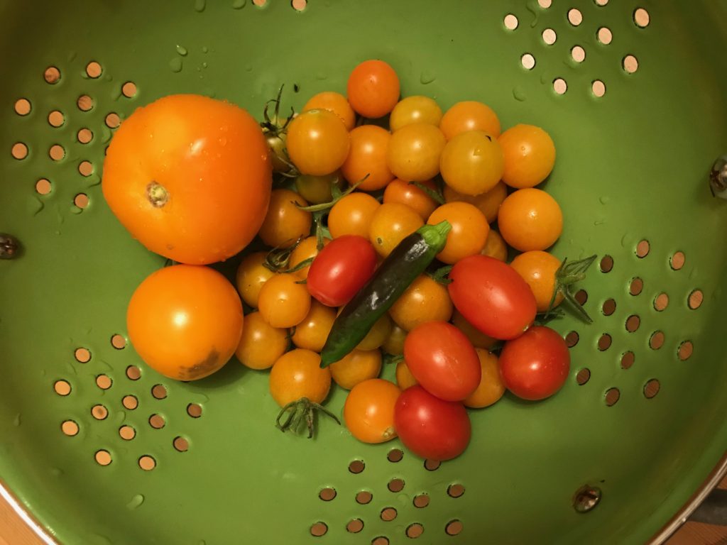 urban gardening experiment - tomatoes 2