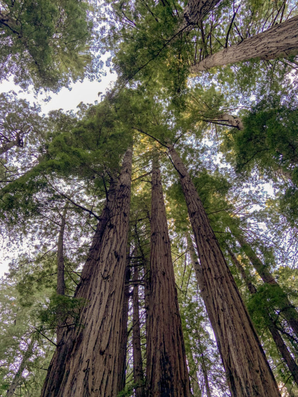 Looking up into the redwoods