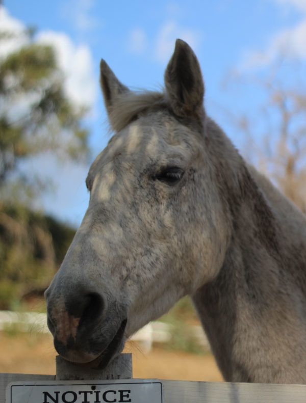 talkative horse