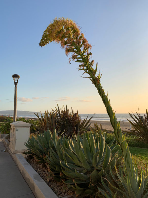 the strand manhattan beach