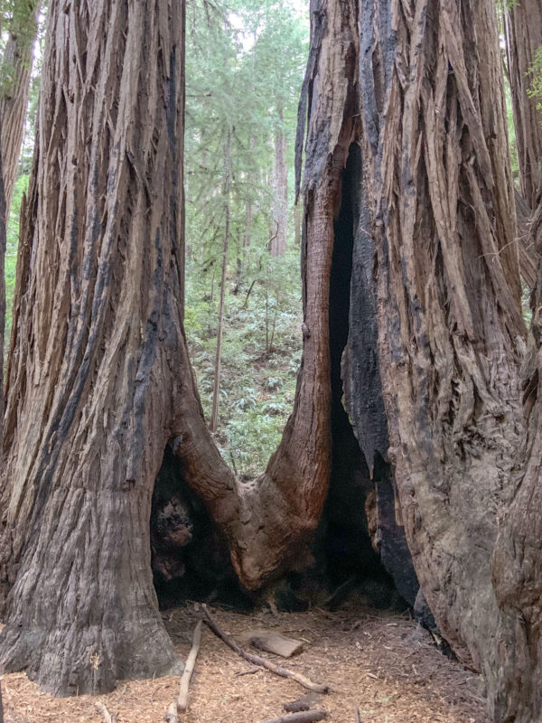 Redwoods good critter spot