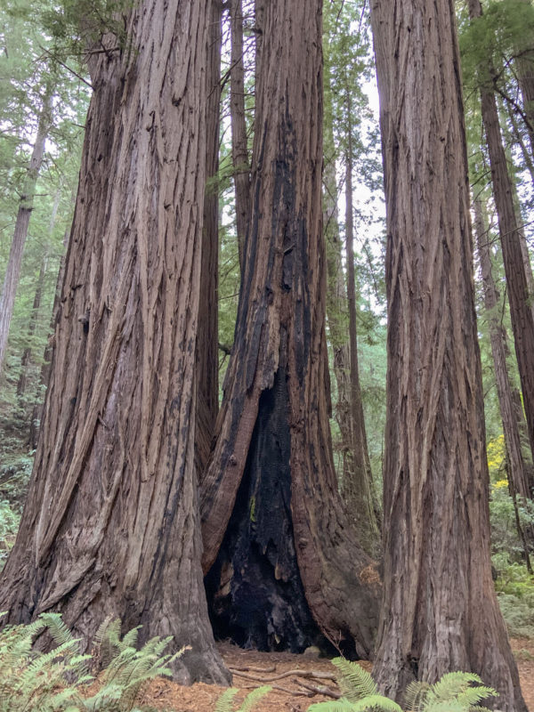 redwoods fire damage 