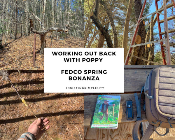 WOBWP FEDCO Spring Bonanza and more apple trees
