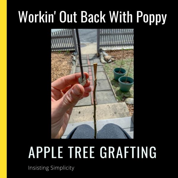 WOBWP Apple Tree Grafting