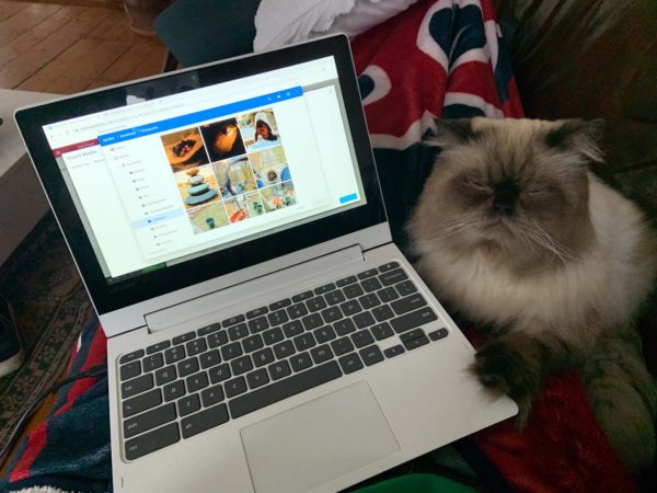 kitty blogger